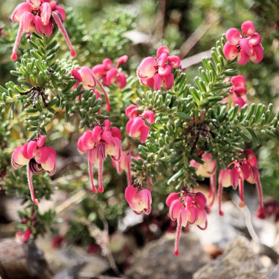 Grevilleas For Sale Buy Australian Native Grevillea Shrubs